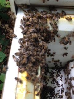 Bees! Waiting to move into their new home.