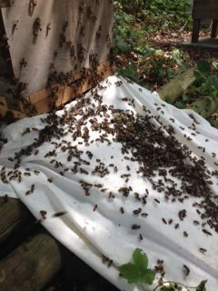 Moving In! Walking into my hive.