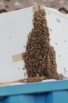 They Found It! The swarm moving into the fridge.